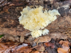 Tremella fuciformis