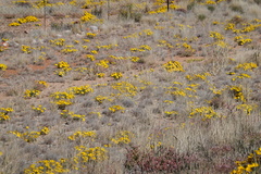 Gazania lichtensteinii