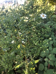 Symphyotrichum novi-belgii