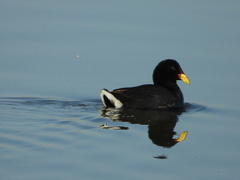 Fulica rufifrons