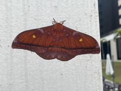 Saturniidae