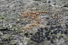 Lecanora symmicta