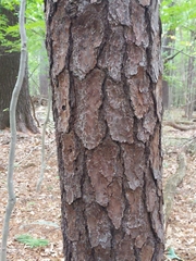 Pinus