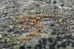 Lecanora symmicta