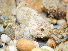 Scorpaena porcus