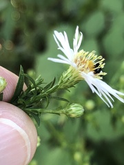 Symphyotrichum novi-belgii