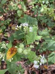 Schizomyia eupatoriflorae
