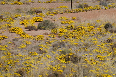 Gazania lichtensteinii