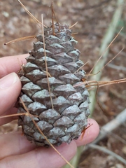 Pinus