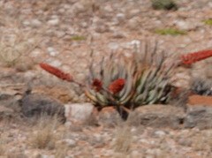 Aloe claviflora