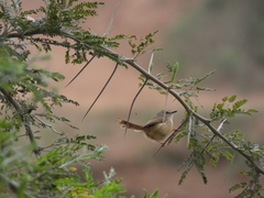 Prinia subflava