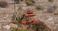 Aloe claviflora