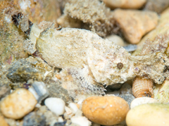Scorpaena porcus