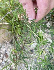 Vachellia farnesiana