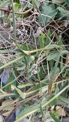 Reichardia picroides