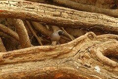 Lagonosticta larvata