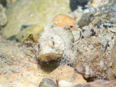 Scorpaena porcus