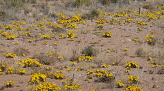 Gazania lichtensteinii