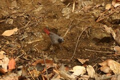 Lagonosticta larvata