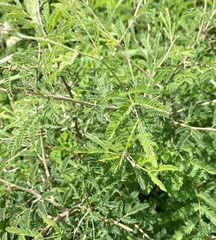 Vachellia farnesiana