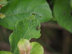 Exocentrus adspersus