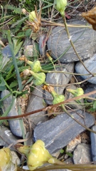 Reichardia picroides