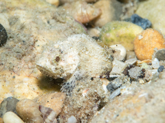 Scorpaena porcus