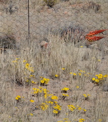 Gazania lichtensteinii