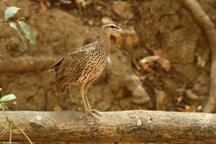 Pternistis bicalcaratus