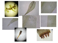 Anacamptodon splachnoides