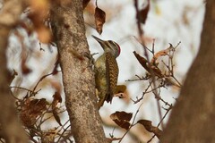 Campethera punctuligera