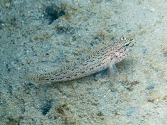 Gobius fallax
