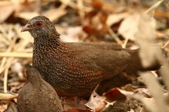 Ptilopachus petrosus