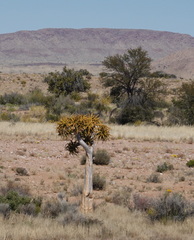 Aloidendron dichotomum