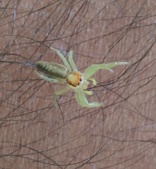 Epocilla
