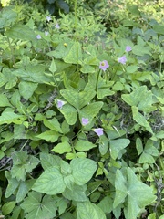 Oxalis drummondii