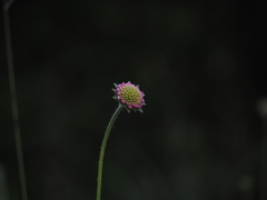Knautia arvensis