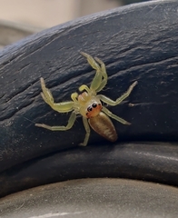 Epocilla