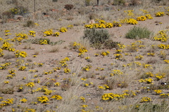 Gazania lichtensteinii