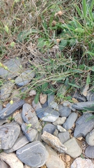 Reichardia picroides