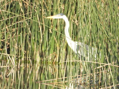 Ardea cocoi