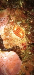 Ctenoides scaber