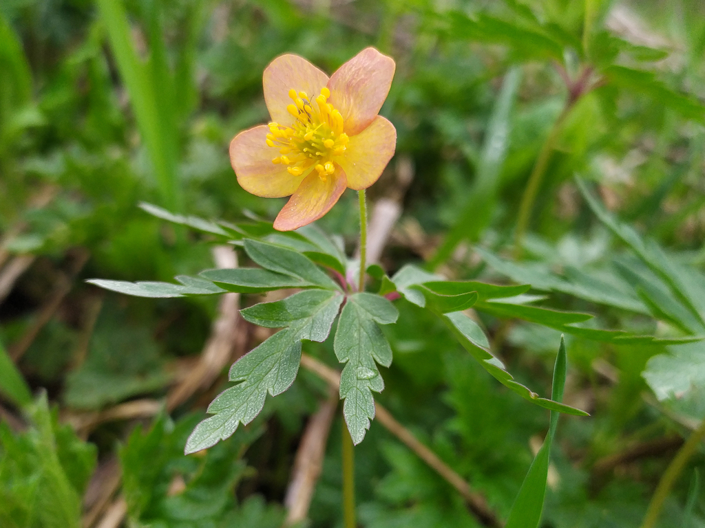 Anemonoides uralensis in May 2022 by Dina Nesterkova · iNaturalist