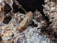 Prophysaon andersonii