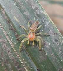 Epocilla