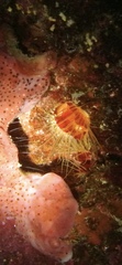 Ctenoides scaber