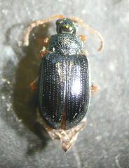 Crepidodera