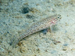 Gobius fallax