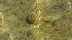 Cipangopaludina chinensis