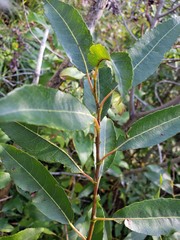 Salix
